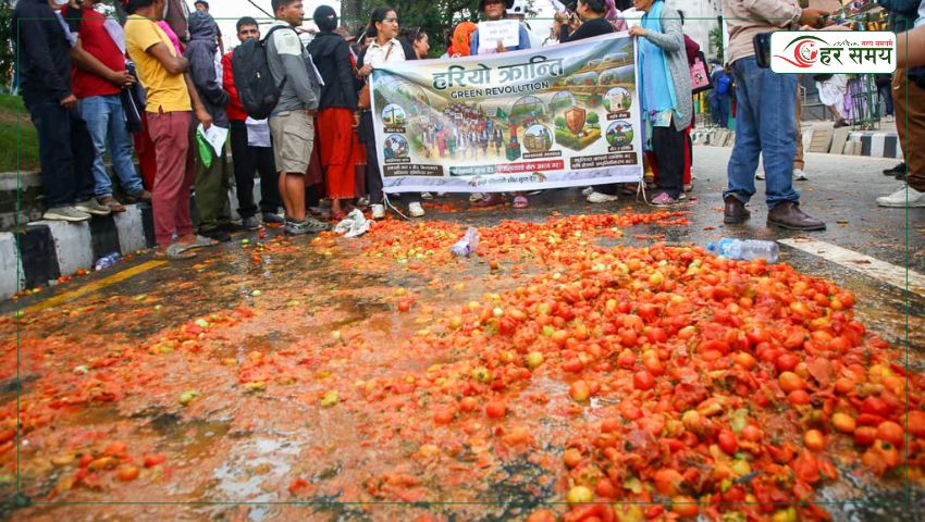 टमाटर सडकमा फालेपछि सरकारको ‘उल्टो’ निर्णय: काठमाडौंबाटै बाहिर टमाटर पठाउने तयारी