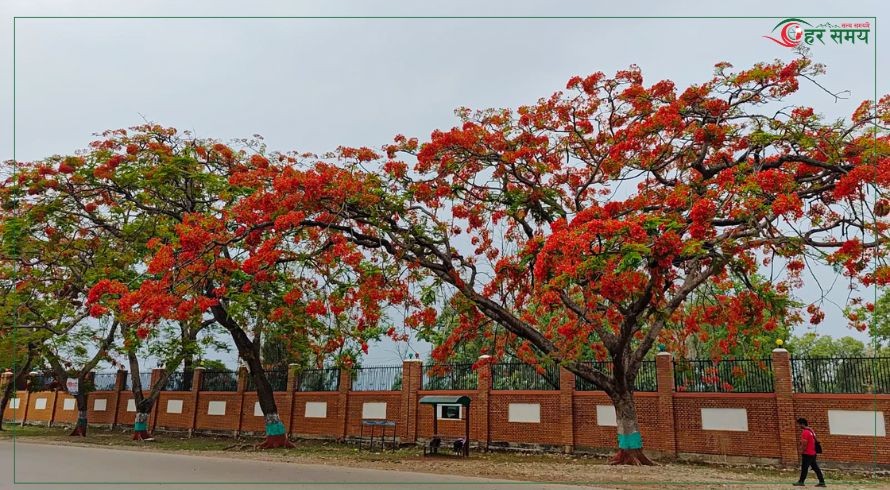 गुल्मोहरले सिंगारिएको वीरेन्द्रनगर (फोटो फिचर)