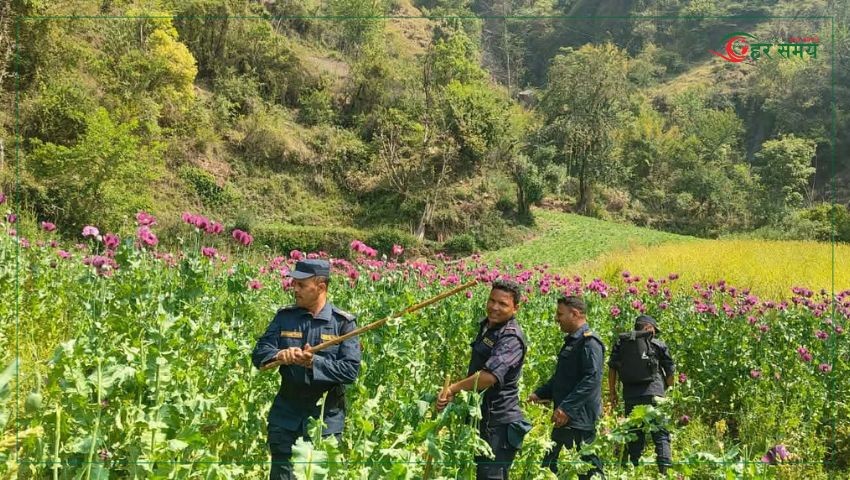 ५ सय १८ रोपनी जग्गामा लगाइएको अफिम खेती नष्ट