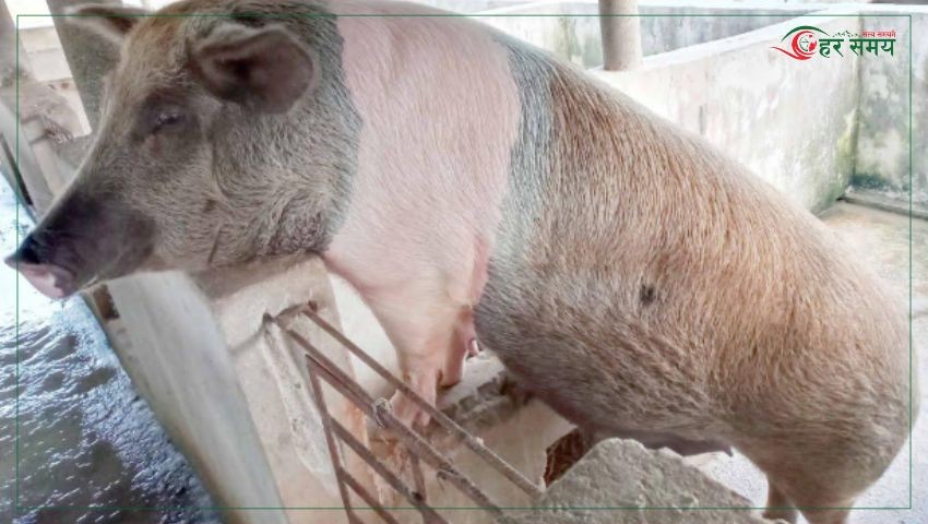 कैलाली–कञ्चनपुरमा बङ्गुरमा अफ्रिकन स्वाइन फिभर पुष्टि, उच्च सतर्कता अपनाउन आग्रह