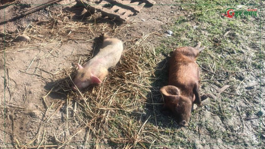 किन मरे चन्द्रपुरमा  एकैसाथ १५ बङ्गुर ?