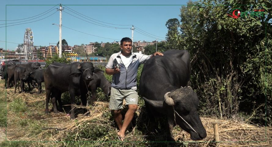 भक्तपुरमा राँगाको व्यापार : ९० हजारदेखि एक लाख रुपैंयाँसम्मका राँगा रोजाइमा (भिडियोसहित)