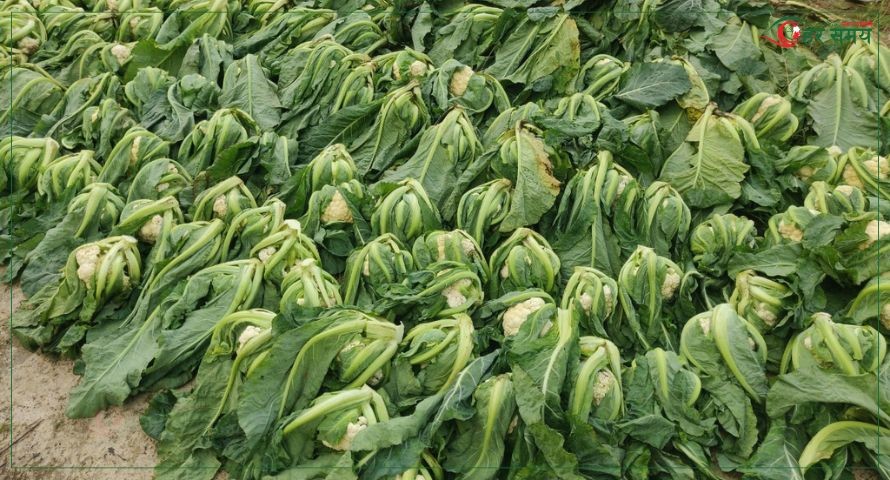 शैलुङका किसानलाई तरकारी बेच्ने चटारो