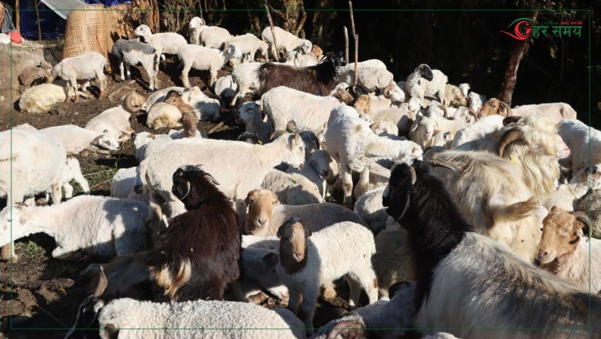 अज्ञात रोगबाट भेडा–बाख्रा मर्न थालेपछि स्वास्थ्यकर्मीको टोली गोठमा