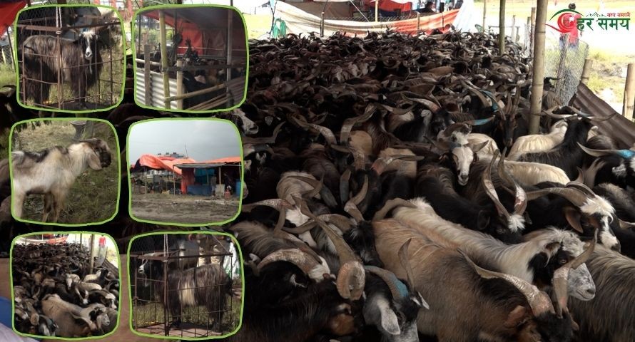 भक्तपुरमा खसी–बोका र च्याङ्ग्राको व्यापार : ग्राहक कम भएपनि व्यापारी उत्साहित (भिडियोसहित)