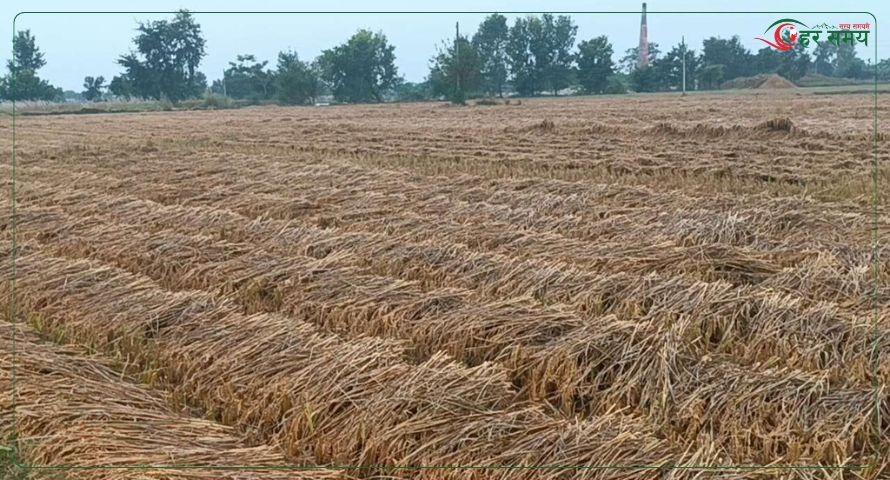  गुल्मीमा पाँच करोडको धानबाली नष्ट