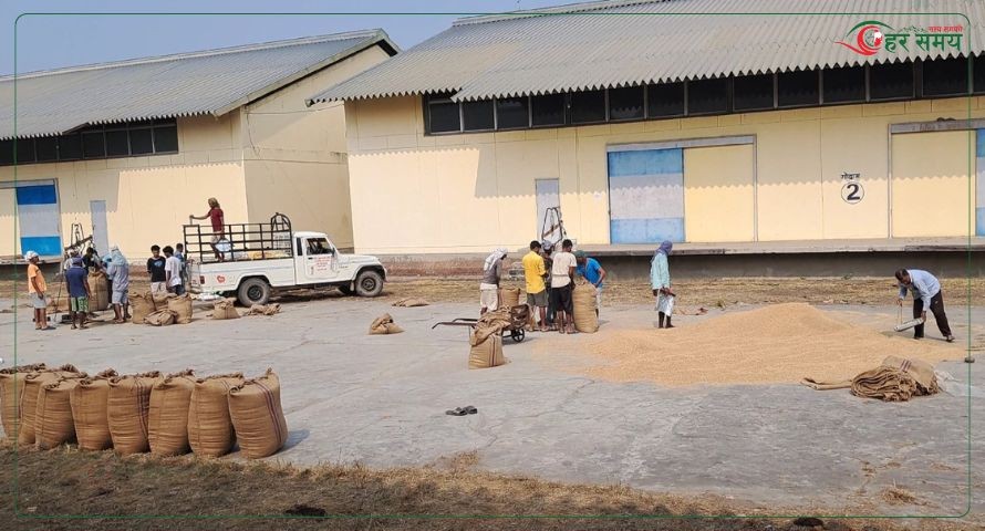 तिहार खर्च जुटाउन सस्तोमा धान बेच्दै बर्दियाका किसान