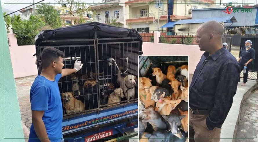  वीरेन्द्रनगरमा धमाधम कुकुरको बन्ध्याकरण 