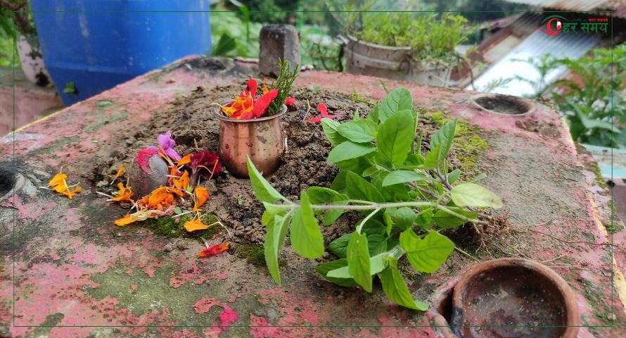 आज हरिशयनी एकादशी, तुलसीको बिरुवा सारिँदै