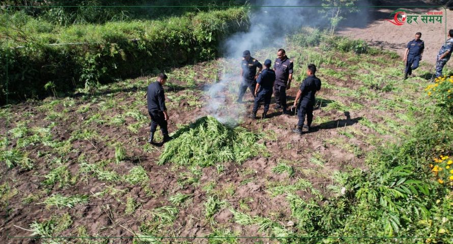 मकवानपुरमा ठूलो परिमाणको गाँजा खेती फडानी