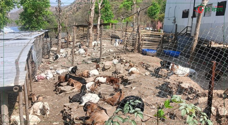 तीस वर्षदेखि बाँझो रहेको जग्गामा सामूहिक तरकारी खेती, बाख्रा र कुखुरापालन
