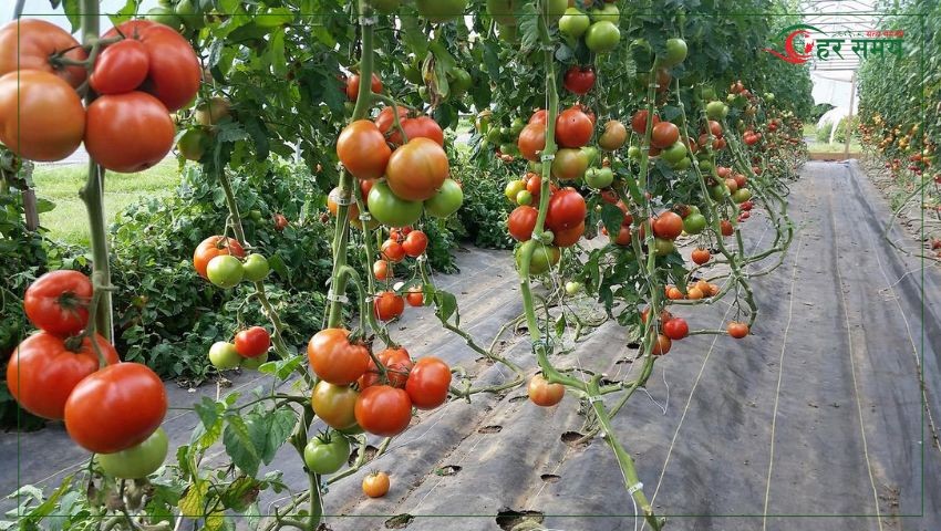 गोलभेँडाको मूल्य पाउँदा किसानलाई राहत