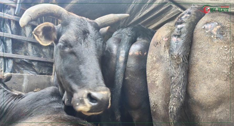 अवैध गाई–गोरु तस्कर नियन्त्रणमा, दुई गाडीबाट ११ पशु बरामद