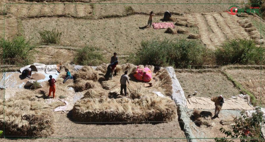 जुम्लामा मार्सी धान भित्र्याउने चटारो