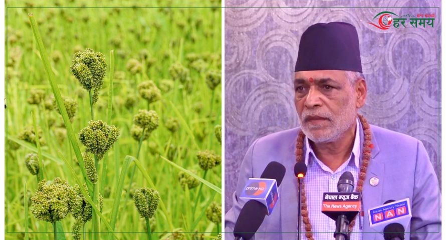 साउन १५ गते ‘कोदो दिवस’ मनाउन कृषिमन्त्री अधिकारीको प्रस्ताव