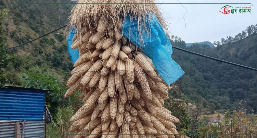 अर्गानिक मकैको माग बढ्दो, खेती भने जोगाउनै मुस्किल