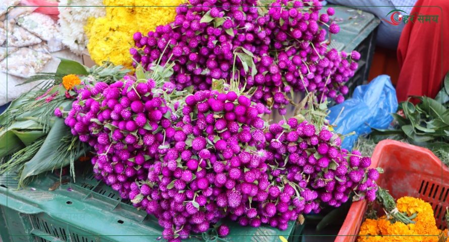 तिहारको बेला फूलको चरम अभाव