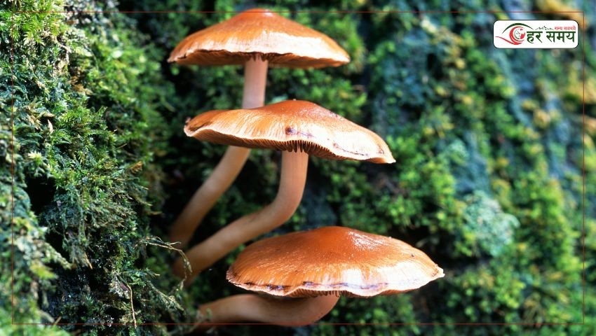 जङ्गली च्याउ खाँदा दुई जनाको मृत्यु