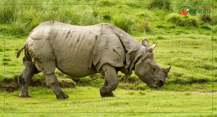 गैँडाको आक्रमणबाट घाँस काट्न गएका वृद्धको मृत्यु