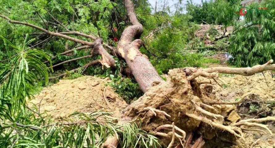 वडाध्यक्षले बोटबिरुवा काटेपछि विरोधमा अनसन