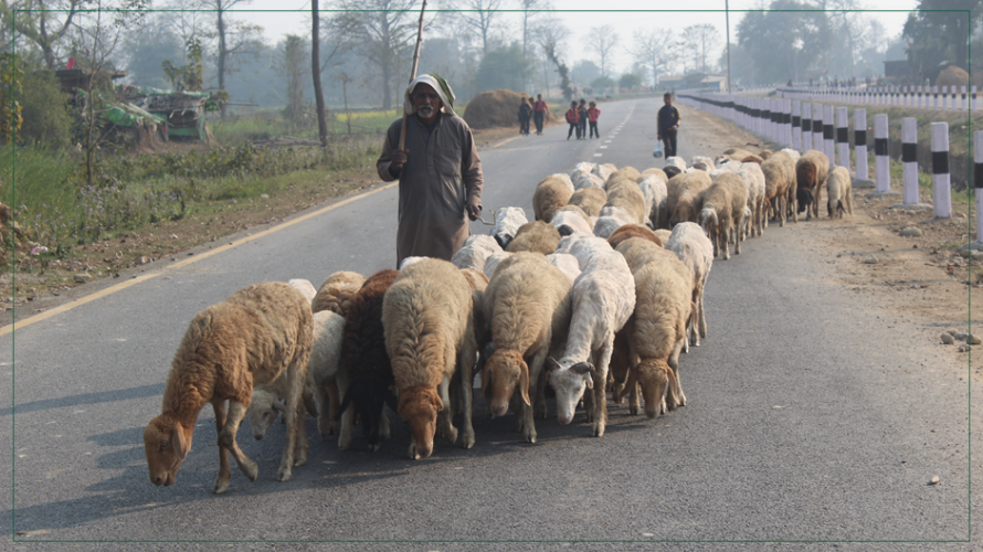 बिक्री भएन ऊन, विस्थापित हुने जोखिममा ‘भेडिहार’