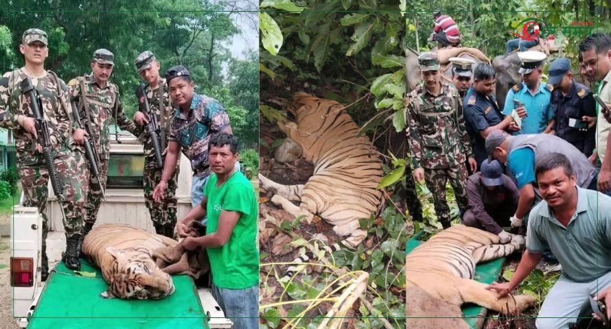 चार जनाको ज्यान लिने बाघ नियन्त्रणमा (भिडियोसहित)
