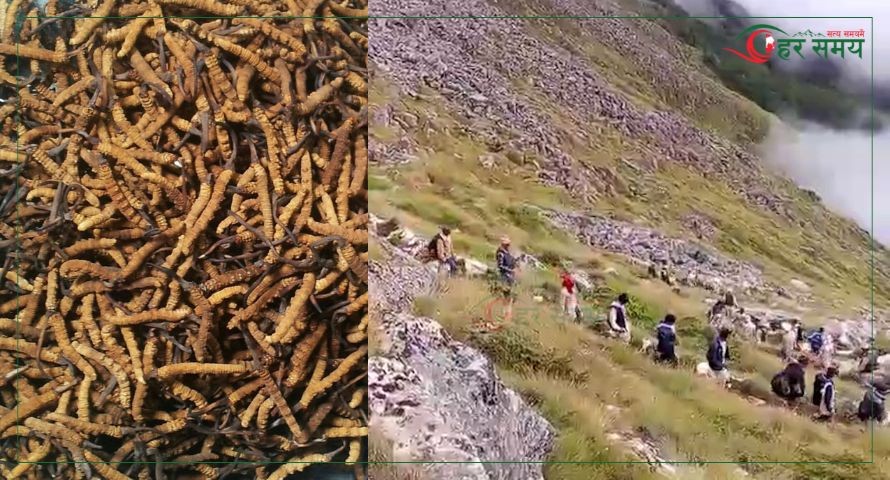 विक्री भएन यार्सागुम्बा, संकलक र व्यापारी मारमा (भिडियोसहित)