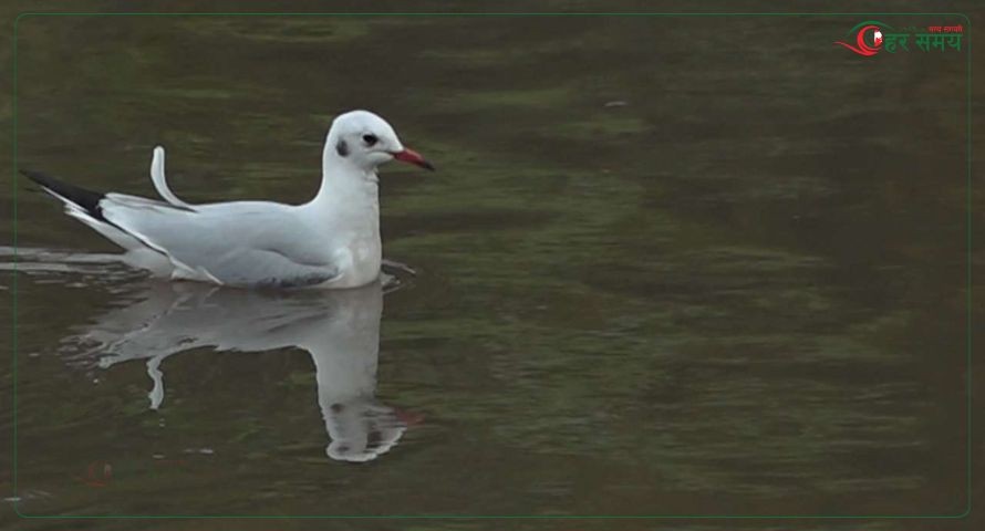काठमाडौंमा देखियो दुर्लभ ‘कालो टाउके दंगा चिल’को बथान 