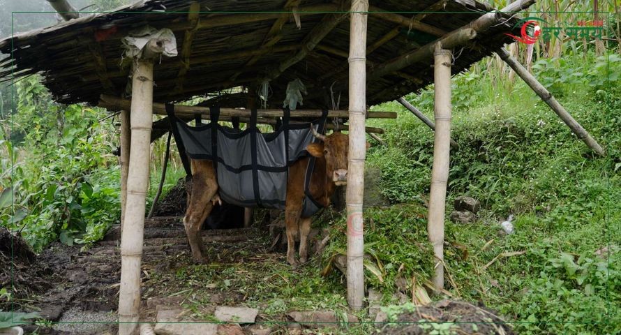 पाँचथरमा पहिलो पटक ‘काउ लिफ्टिङ मेसिन’को प्रयोगद्वारा गाईको उपचार (भिडियोसहित)