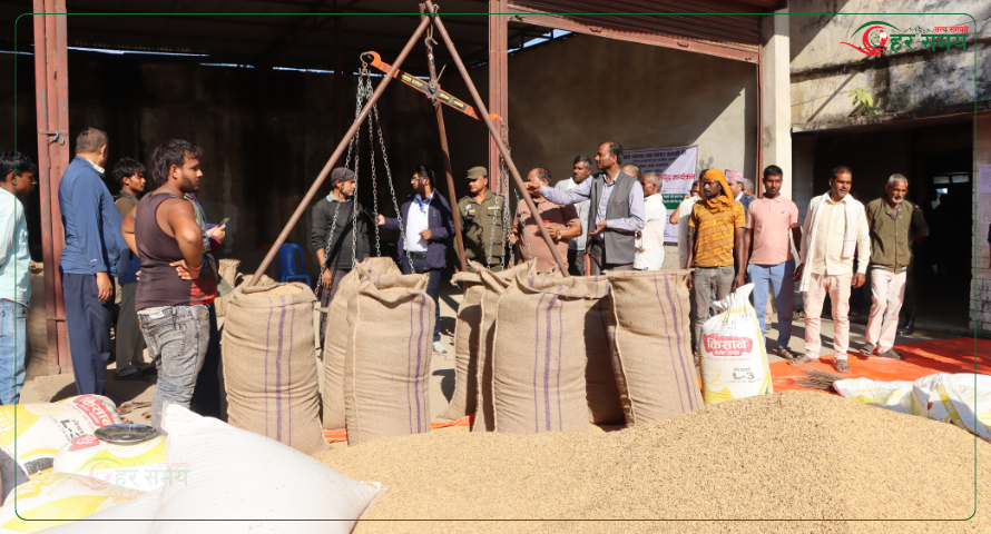 गुलरियामा धान खरिद गर्दै खाद्य कम्पनी, चार स्थानमा खरिद केन्द्र