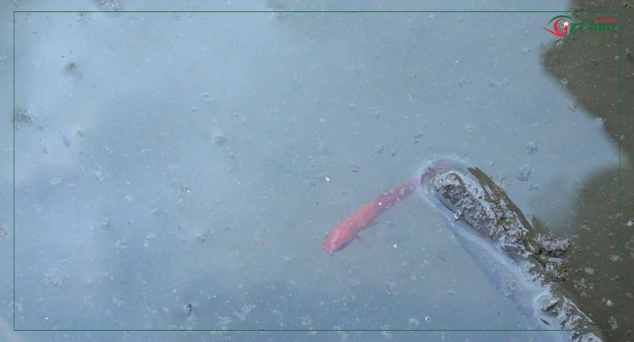 सप्तपाताल पोखरीमा माछा र भंगेरा छाड्दै रातो मच्छिन्द्रनाथ रथयात्रा सकियो