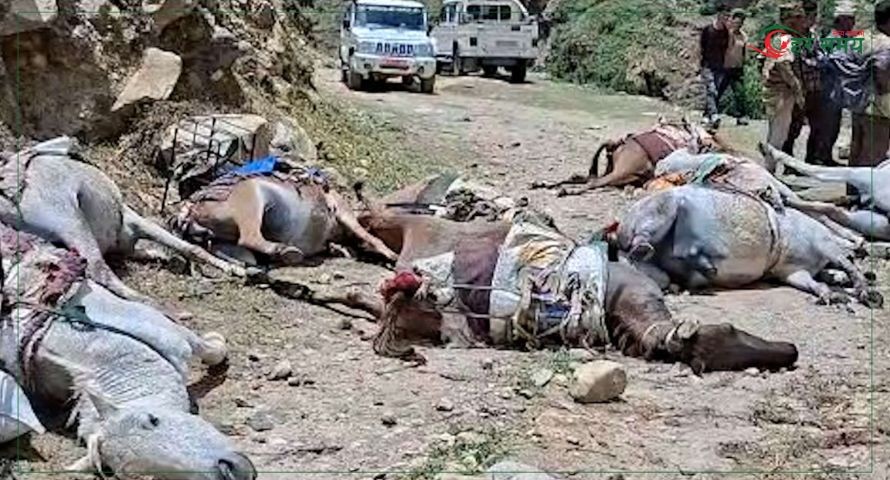 विद्युत प्राधिकरणको चरम लापरबाही: करेन्टले १० खच्चड र भैंसी मरेपछि किसानको बिजोग