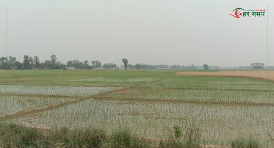 सुख्खा ग्रस्त मधेशमा बर्षाः कुन ठाउँमा कतिवर्षा भयो ?