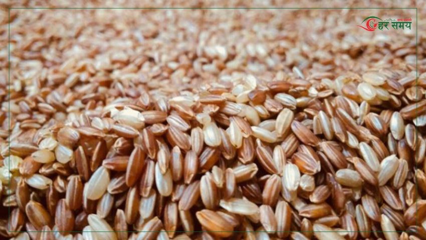 जुम्लाबाट एक वर्षमा तीन करोड बढीको मार्सी चामल बिक्री