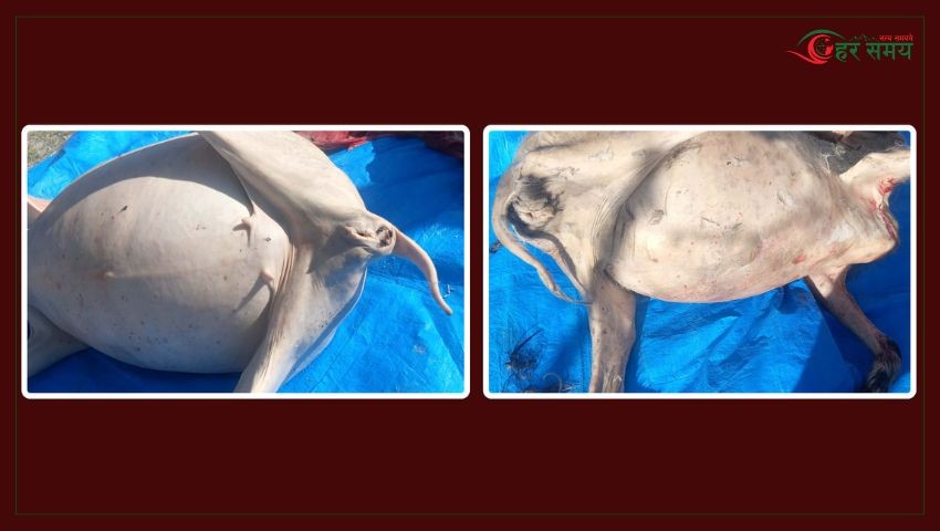 बाख्रीको मासुलाई खसी भन्दै बिक्री गर्ने तीन व्यापारी पक्राउ