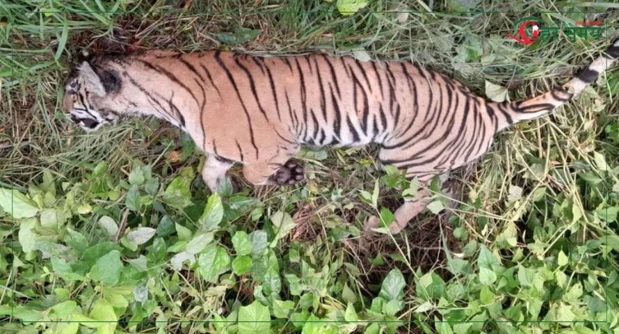 ठोरीमा मृत भेटिएको दुर्लभ पाटे बाघ आपसी लडाइँमा मरेको हुनसक्ने
