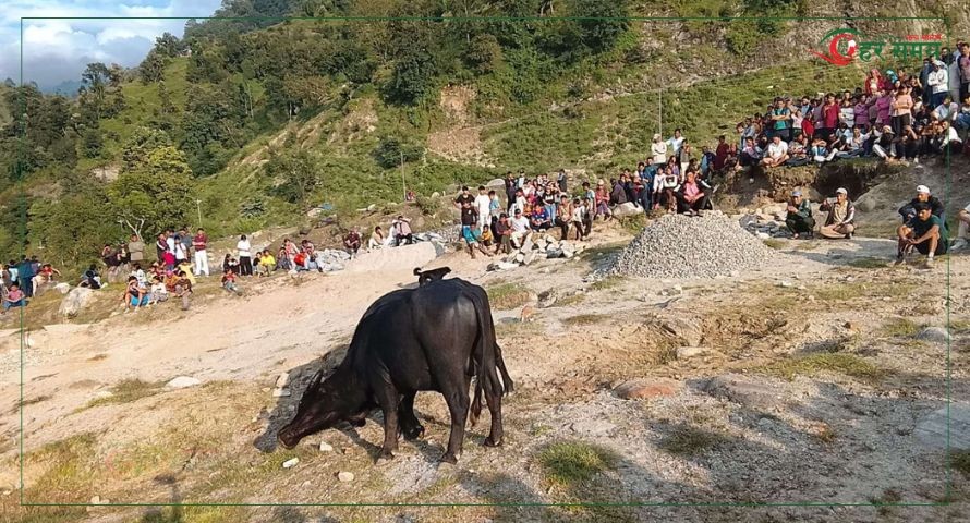 बाजुरामा राँगा जुधाएर बडादशैंको स्वागत 