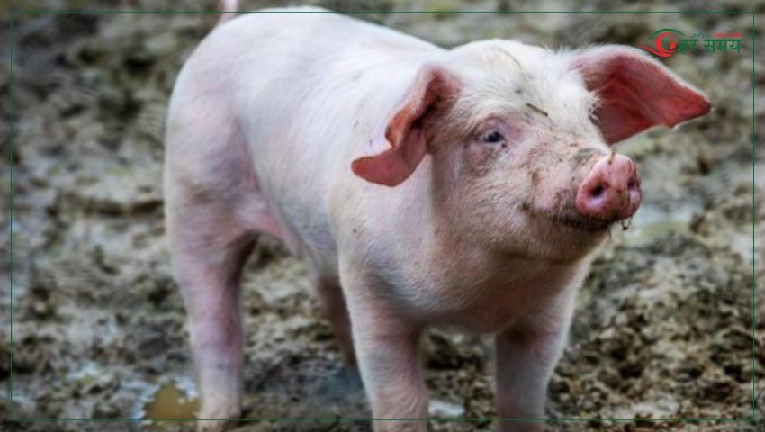 अफ्रिकन स्वाइनका कारण ४६ बंगुर मरे