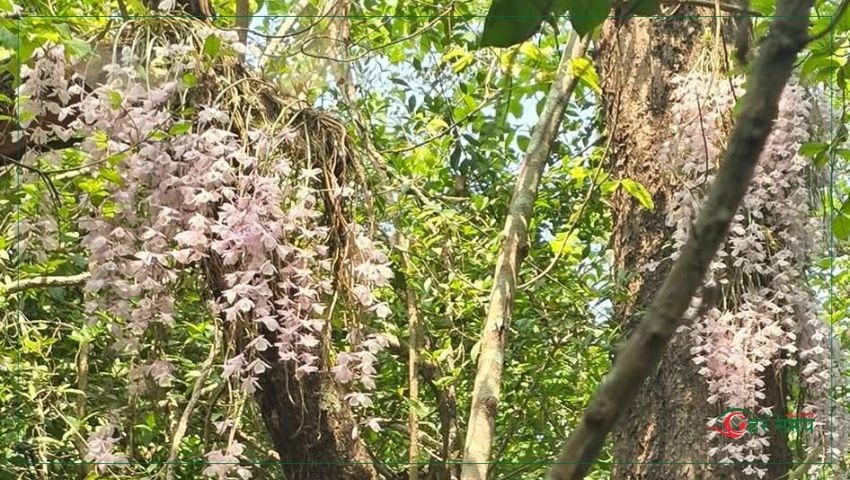 वैशाख १ गते मात्र फुल्ने ‘चमत्कारी’सुनाखरी हेर्न घुँइचो