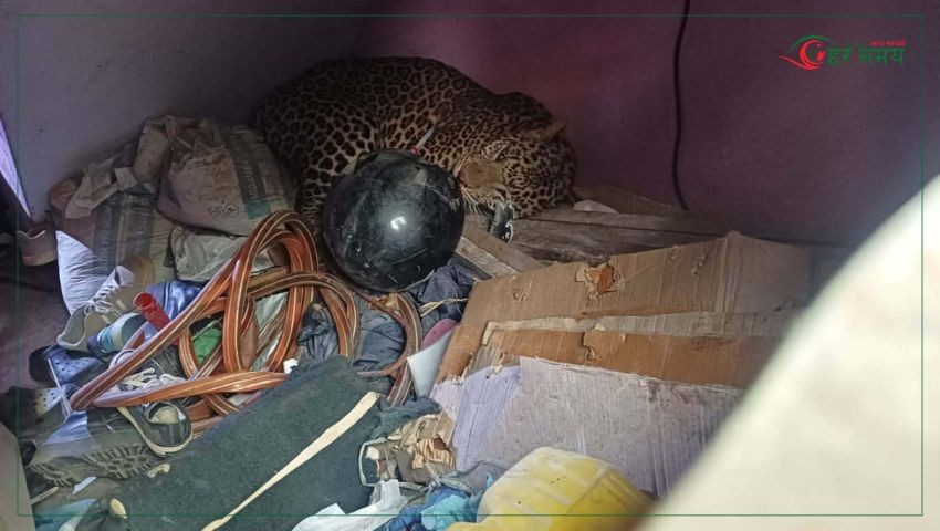 घरभित्र पसेको चितुवाको उद्धार