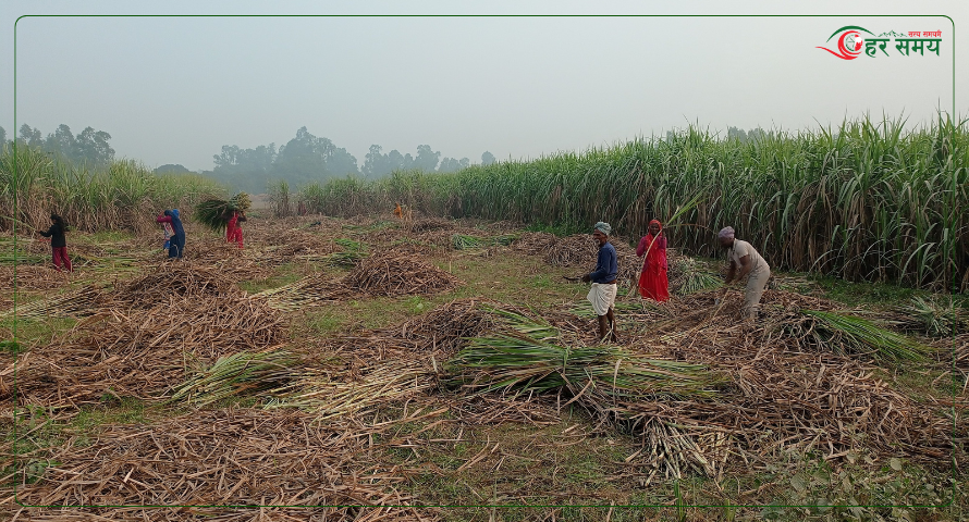 उखु काटेर चिनी उद्योगमा पुर्‍याउन उखु किसानलाई धपेडी