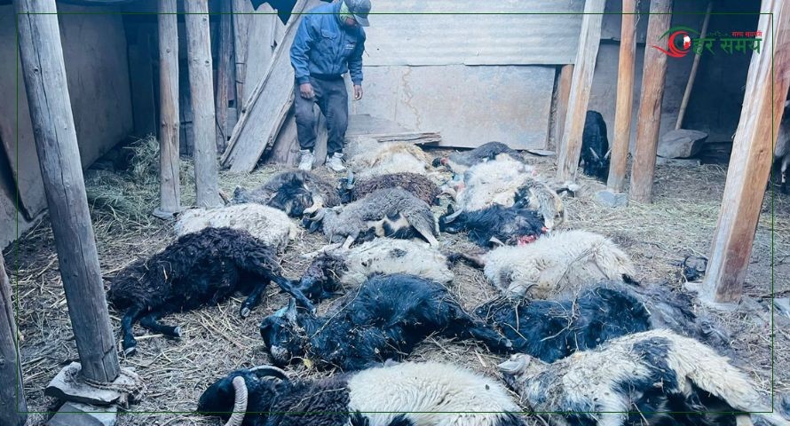 मुस्ताङमा हिउँ चितुवाको आक्रमणले १९ वटा भेडा–च्याङ्ग्रा मारिए