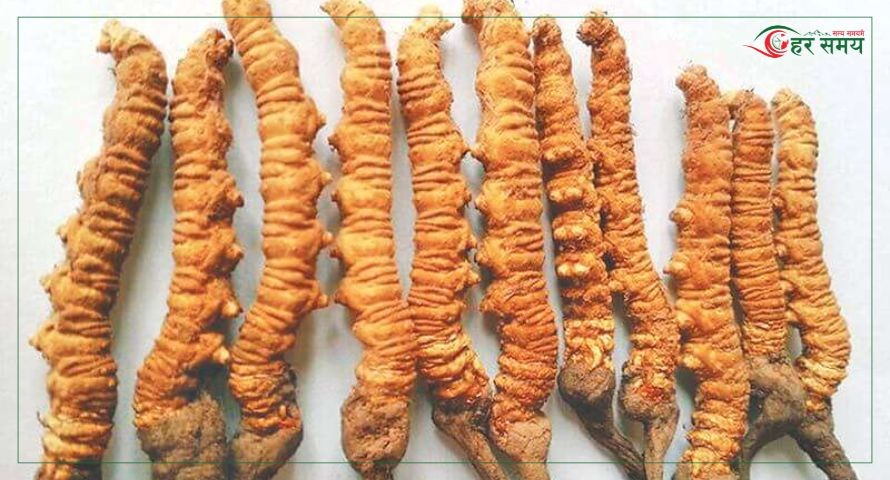 किन घट्दैछ नेपालबाट यार्सागुम्बा निर्यात ?