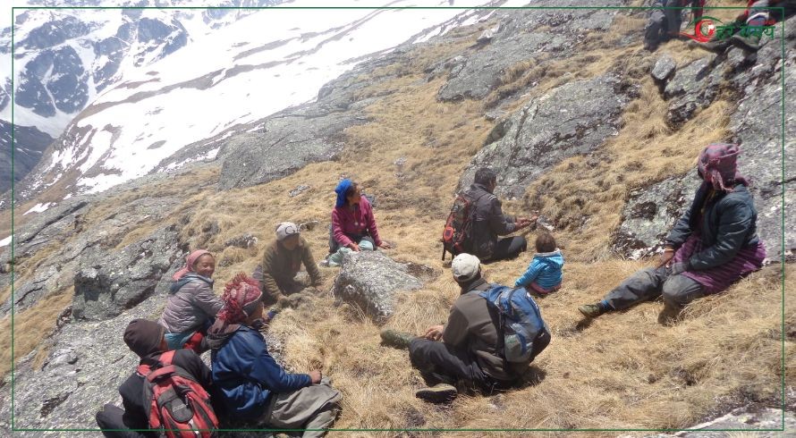 मुगुको पाटन क्षेत्रमा अनुमति नलिइ यार्सा संकलन गर्नेको भीड