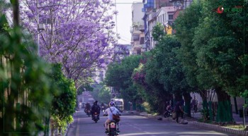 ज्याकाराण्डाले बेहुली झैं बनेको काठमाडौं  (फोटो फिचर)