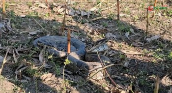 हेटौंडा तीनताप्केमा अजिङ्गर भेटिएपछि हेर्नेहरुको भीड