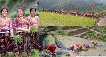 बाजुरामा रोपाइँको चटारो : खेतमै चल्दैछ साली-भेना झैं हाँसो-मजाक (भिडियोसहित)