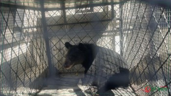 मुस्ताङमा हिमाली कालो भालुको बच्चा जिउँदै उद्धार