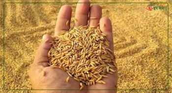मधेशमा तोकियो धानको न्यूनतम समर्थन मूल्य
