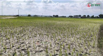 मधेश प्रदेशमा असारमै खडेरी : करिब ३४ प्रतिशत मात्रै धान रोपाइँ